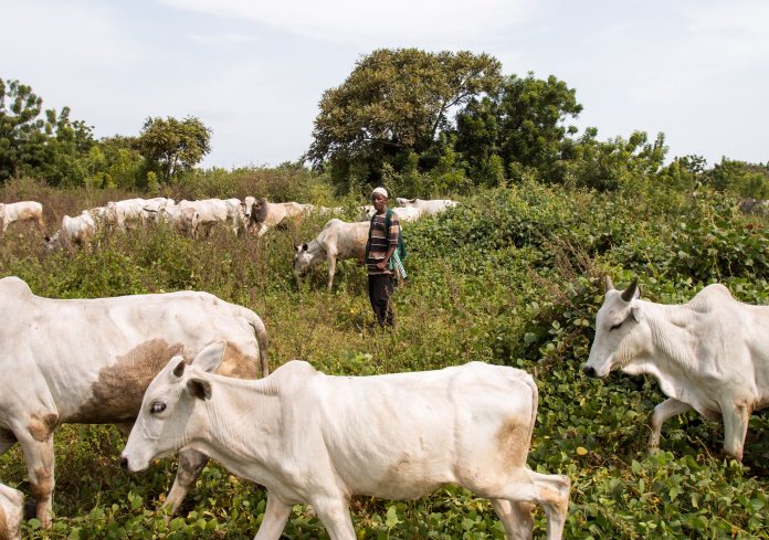 Cows, anti-open grazing law-newsleverage.jpg